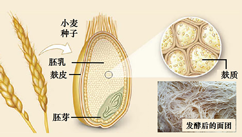 宗耕研究组揭示麸质摄入量与2型糖尿病风险之间的关系