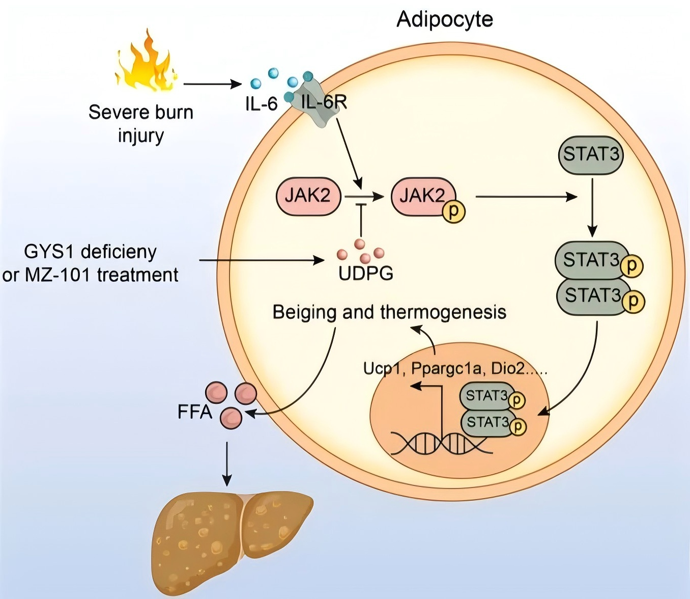 科研人员找到烧伤后的代谢失控“刹车” | 科技前线