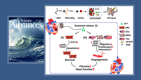 杨黄恬研究组合作发现活性锶离子复合水凝胶促进心肌梗死心脏修复的新作用