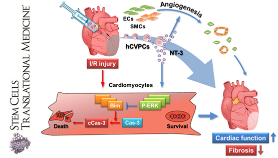 杨黄恬团队揭示人胚胎干细胞源心血管前体细胞及其分泌因子促进缺血/再灌损伤心肌修复的新机制