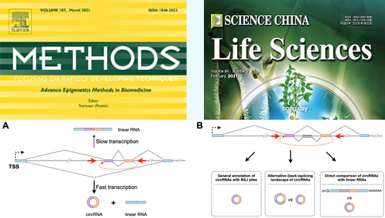 杨力研究组发表环形RNA综述论文和方法论著文章
