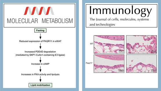 陈雁研究组发现高尔基体膜蛋白PAQR11对脂代谢和免疫调控新功能