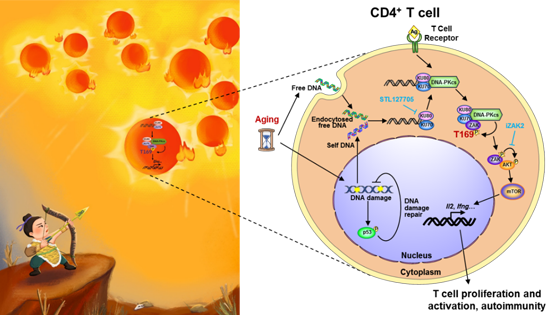肖意传研究组揭示CD4<sup>+</sup> T细胞中新的DNA感知通路及其介导衰老相关自身免疫病的调控机制