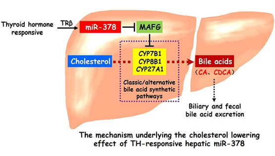 营养与健康研究所应浩研究组合作发现肝脏miR-378调控血清总胆固醇的作用及机制