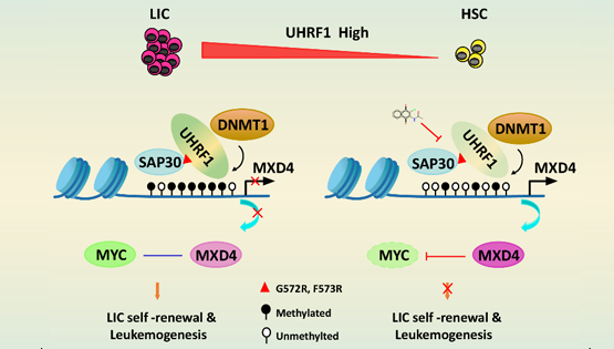 营养与健康所王兰研究组合作揭示UHRF1调控急性髓系白血病的新机制