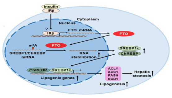 营养与健康所应浩研究组发现了FTO促进肝脏脂肪生成和NAFLD发病的关键机制