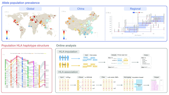 科研团队发布人类主要组织相容性复合体基因数据库和分析平台PGG.MHC