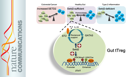 营养与健康所邱菊研究组合作发现Setd2调控调节性T细胞抑制肠道炎症的机制