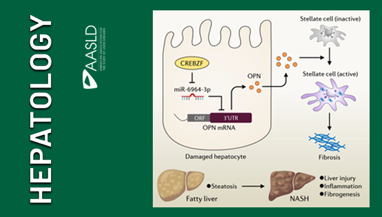 营养与健康所李于研究组发现调控星状细胞激活与非酒精性脂肪性肝炎的新机制