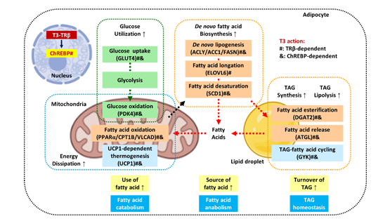 营养与健康所应浩研究组揭示甲状腺激素通过脂肪细胞β受体调控胞内糖脂代谢和全身代谢稳态的机制