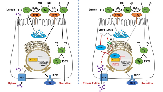 营养与健康所应浩研究组发现碘过量抑制甲状腺激素合成的新机制