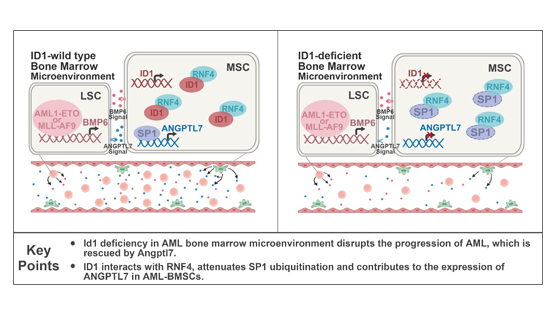 营养与健康所王兰研究组揭示骨髓微环境中ID1调控急性髓系白血病起始与进展的新机制