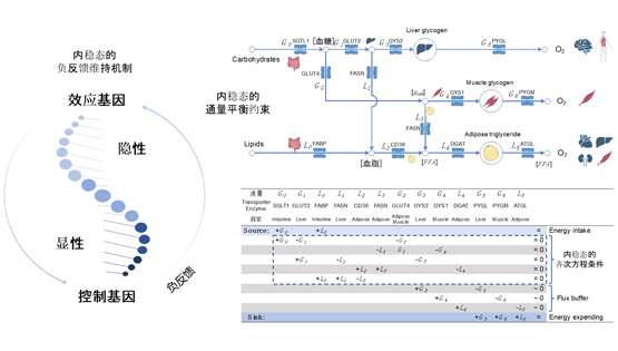 营养与健康所李昕研究组提出新的基因剂量敏感性度量用于解析孟德尔遗传和生命系统内稳态的联系