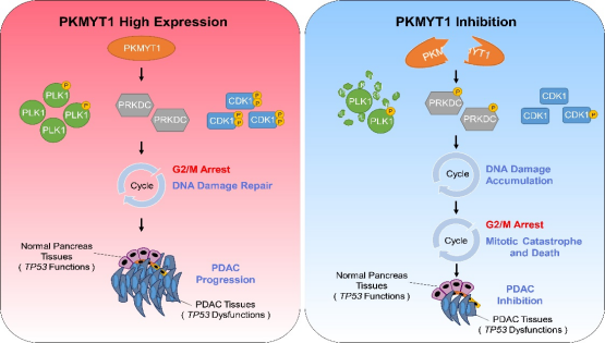 营养与健康所王跃祥研究组合作鉴定出胰腺癌新型治疗靶点PKMYT1