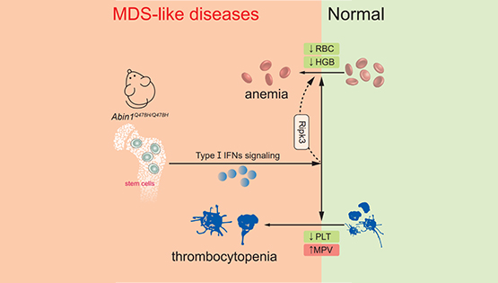营养与健康所章海兵研究组合作揭示ABIN1蛋白通过I-型干扰素信号调控造血系统发育疾病的新机制