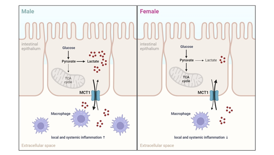 营养与健康所陈雁研究组发现肠道MCT1在介导乳酸转运和调控代谢稳态中的性别差异